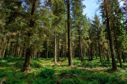 Free A vibrant summer scene of a coniferous forest in Penrith, England, showcasing rich greenery and natural beauty. Stock Photo