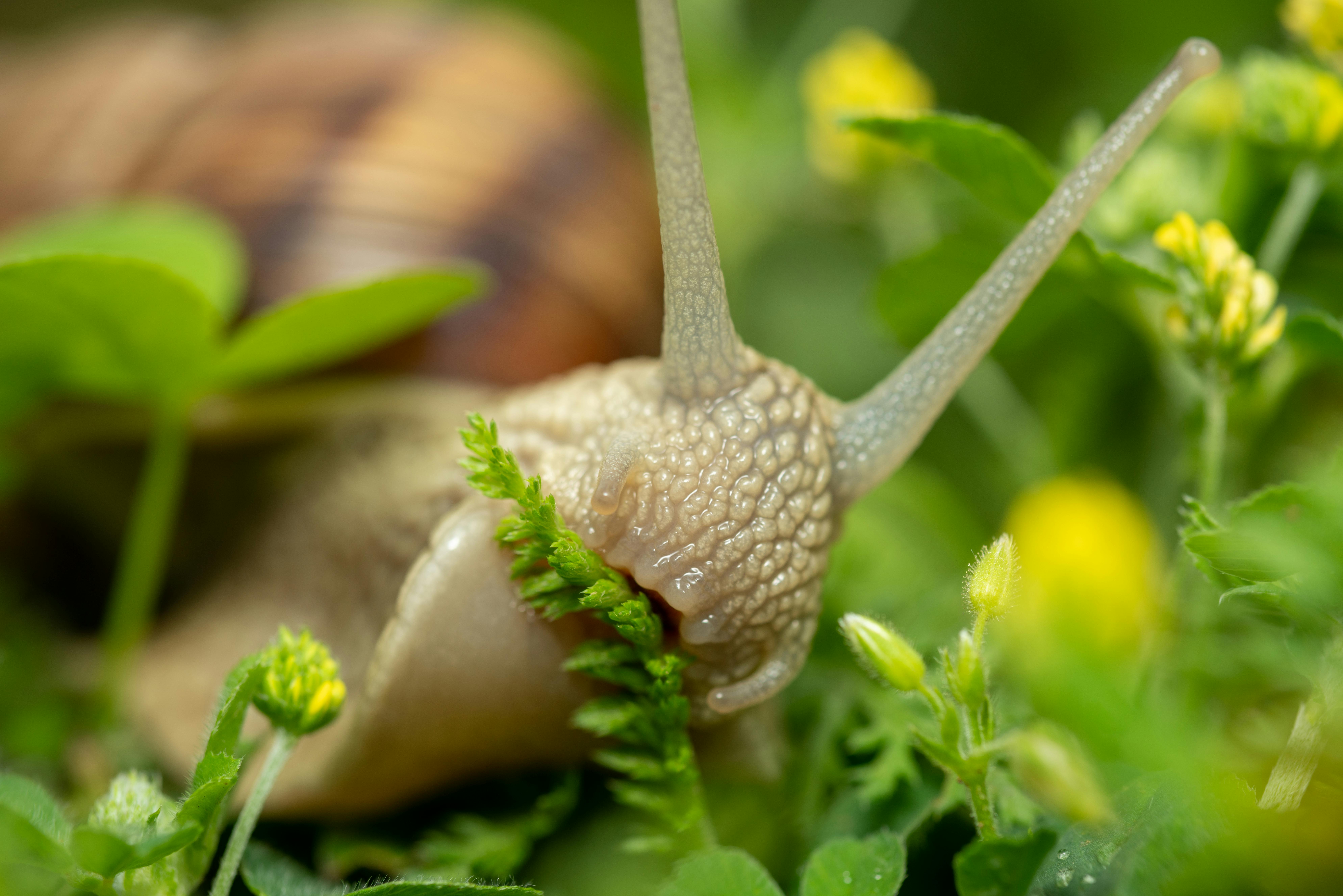 Roman Snail Eating · Free Stock Photo