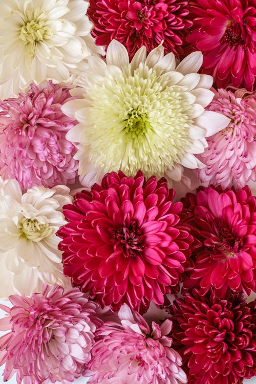 Colorful Blooming Chrysanthemums