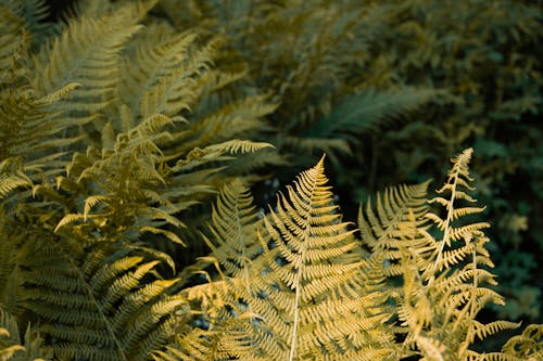 Leaves of Ferns