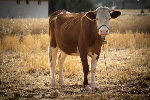 A Cow on a Dry Grass Field 