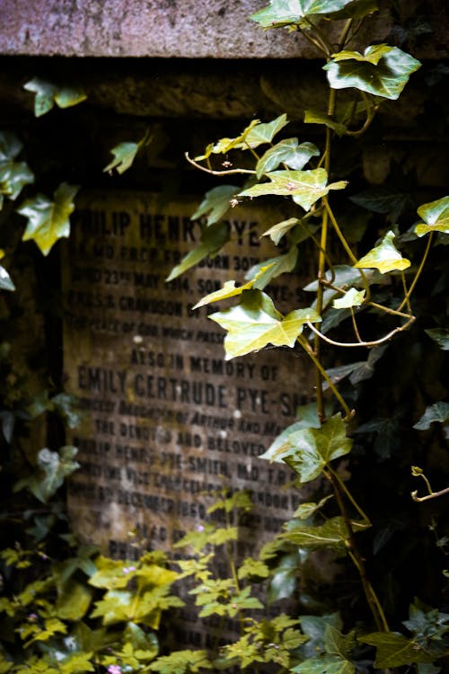 Free stock photo of abney park cemetery trust