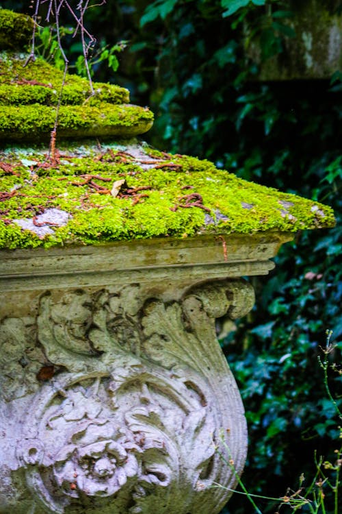 Free stock photo of abney park cemetery trust