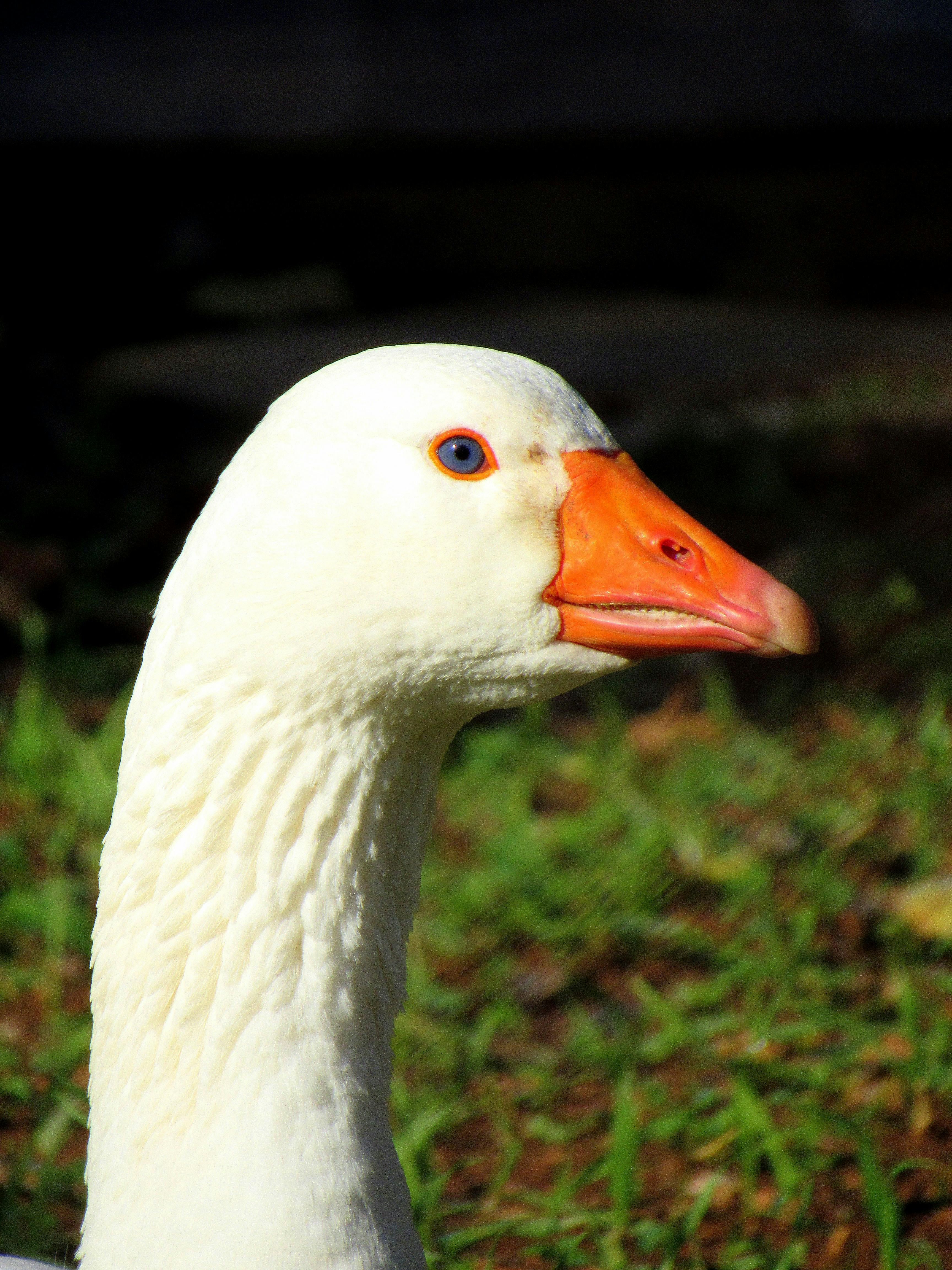Free stock photo of duck, duck face, profile