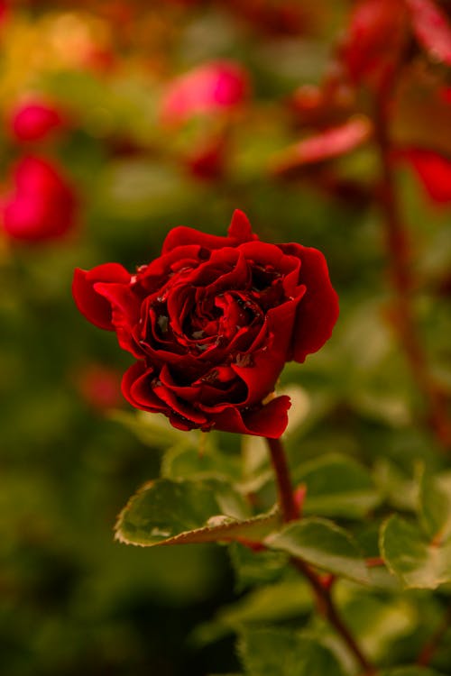 Close-up of a Red Rose in the Garden 