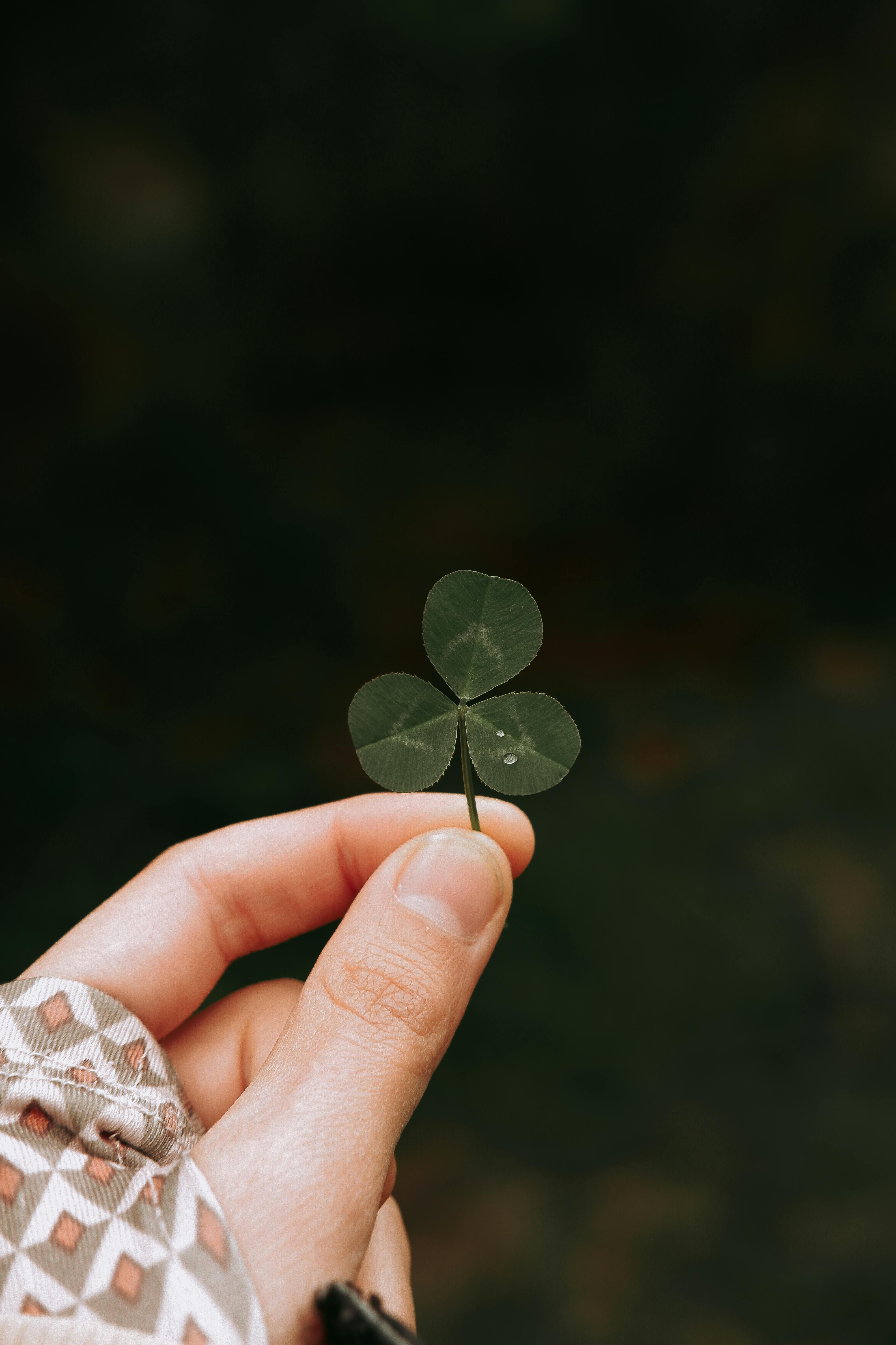 Close-up of a hand holding a clover leaf, symbolizing luck and nature's beauty.