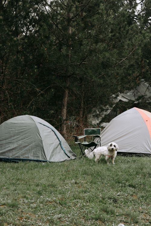 Free Charming campsite with a small dog near two tents in a serene forest setting. Stock Photo