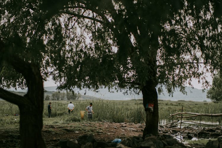 Landscape With Trees And Men Standing In Reed