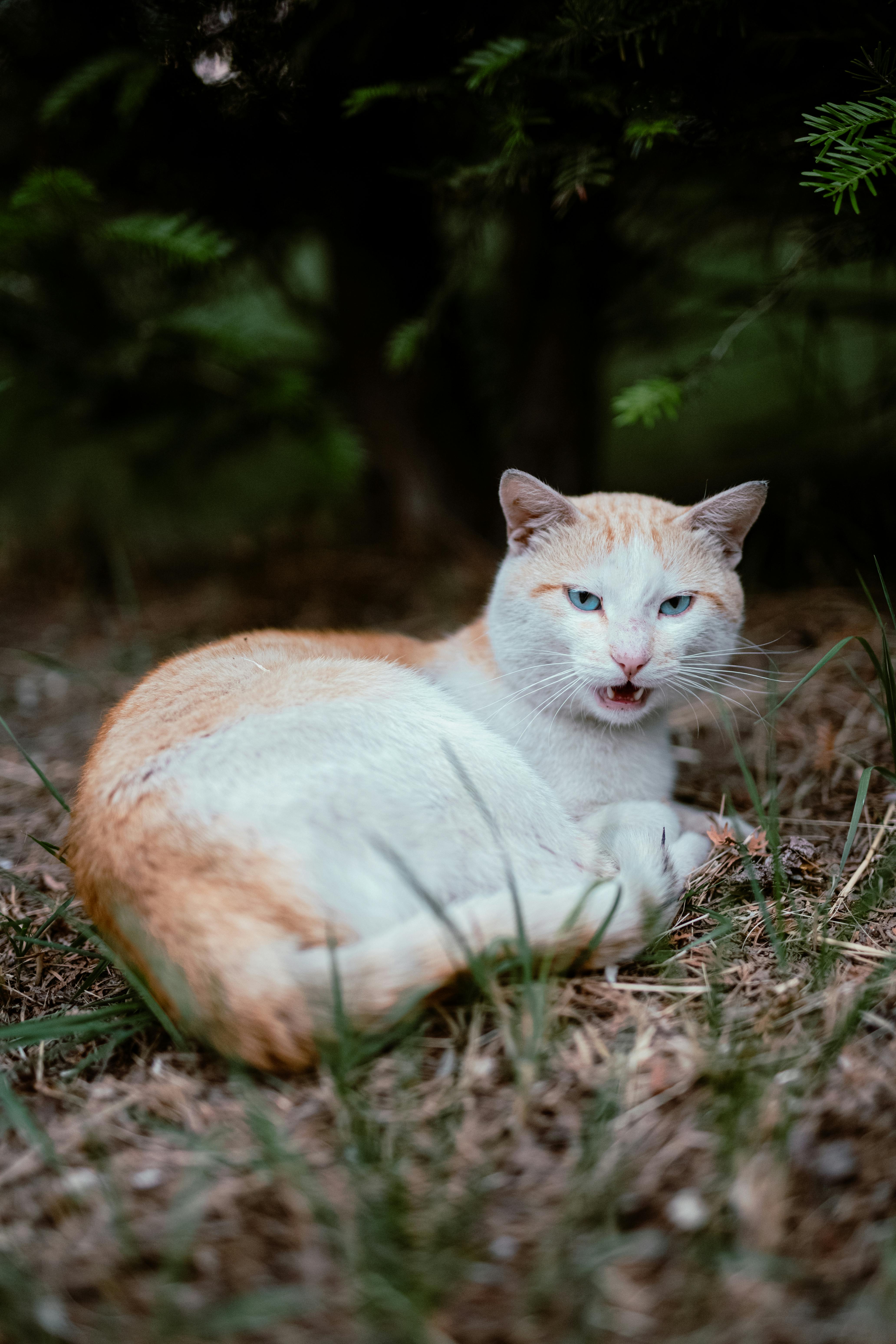 Orange Cat Hissing Photos, Download The BEST Free Orange Cat Hissing