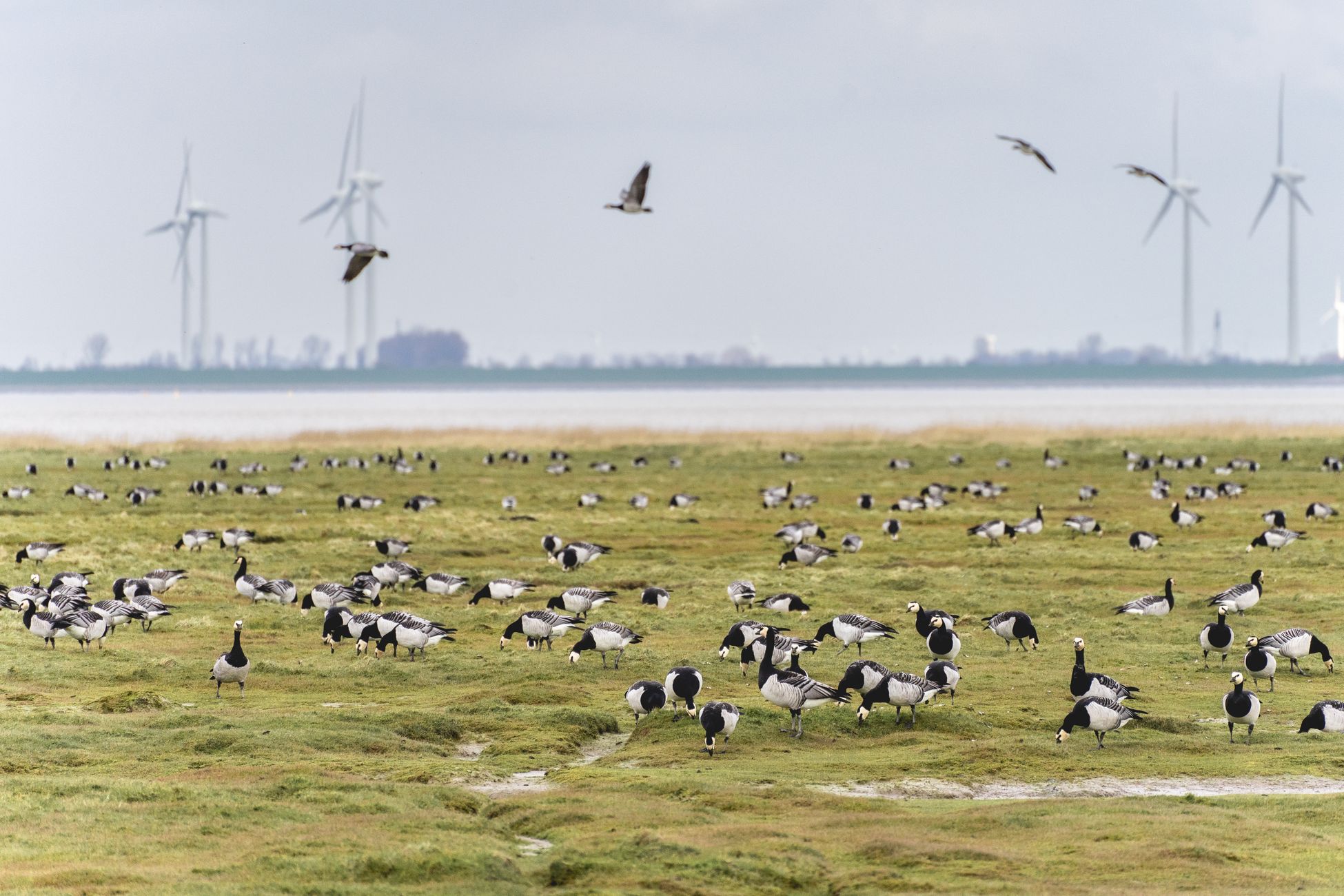 Waddengebied wacht op beslissingen over toekomst