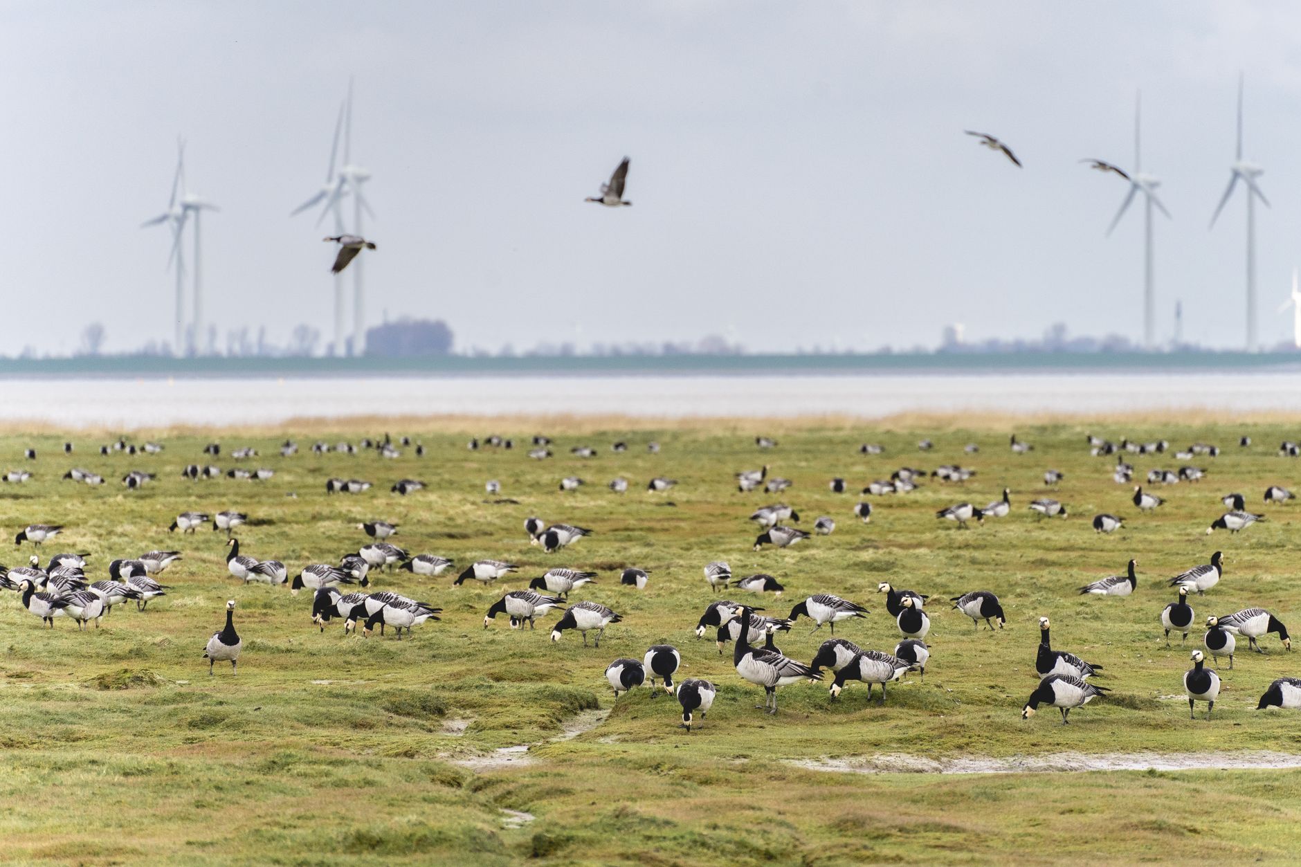 Spoor's AI Monitoring Revolutionizes Wind Farm Wildlife Risk Assessment