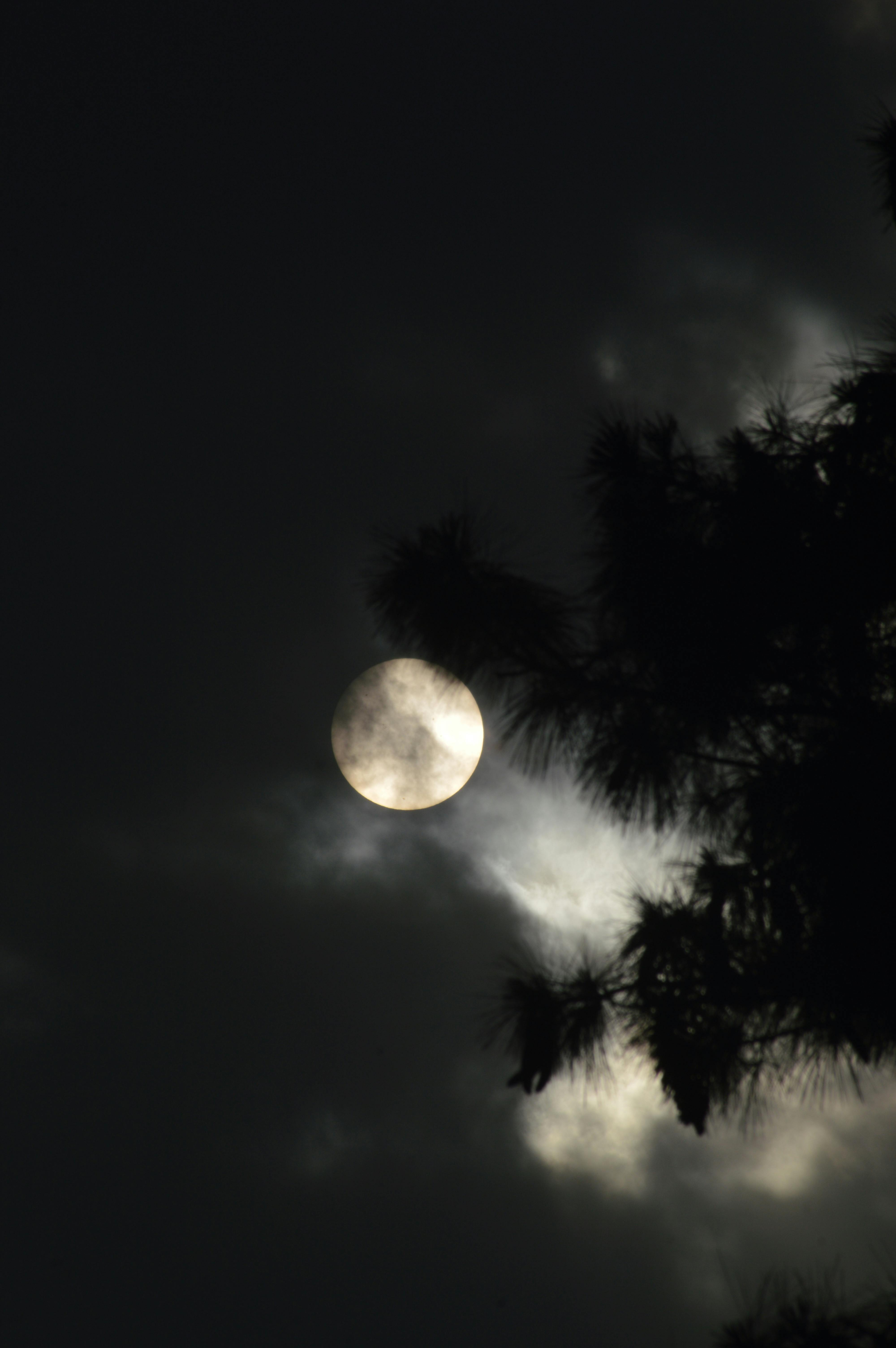 moon lighting behind tree