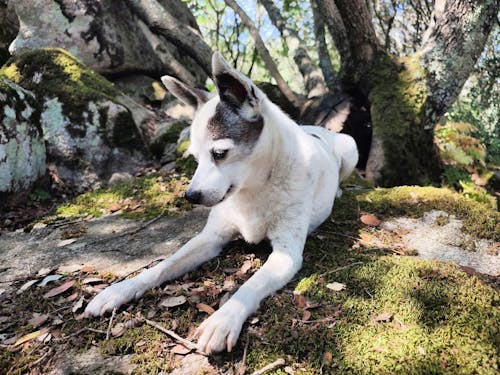 Dog Lies on Moss and Rock