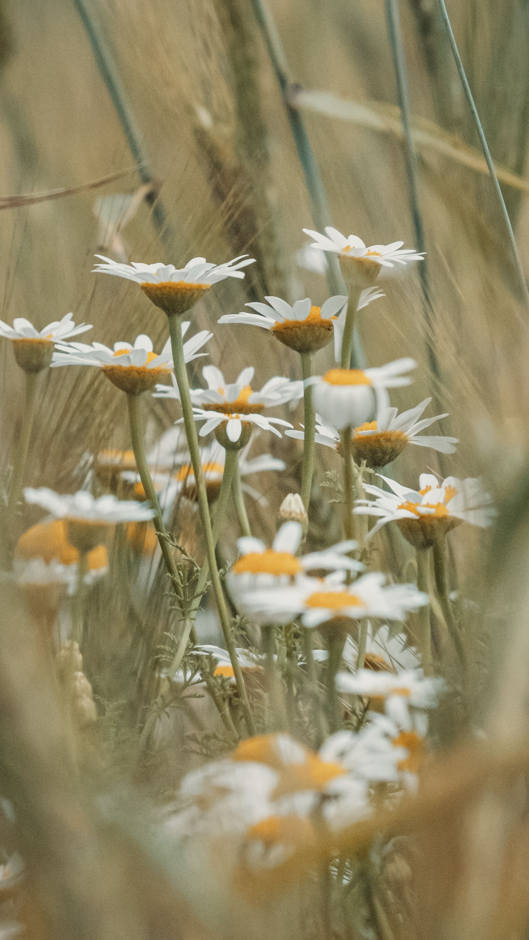 Chamomile flowers