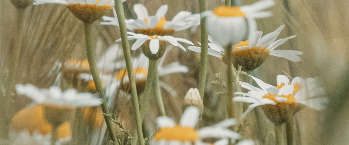 Chamomile flowers