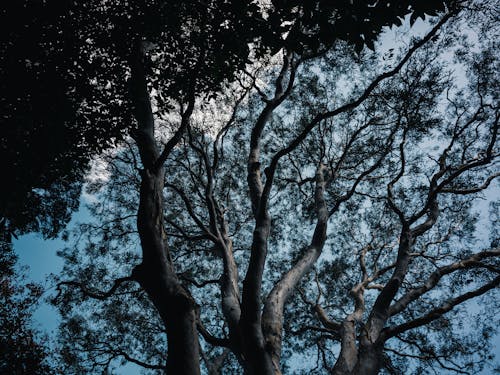 Low Angle View of Tree Crown against Blue Sky