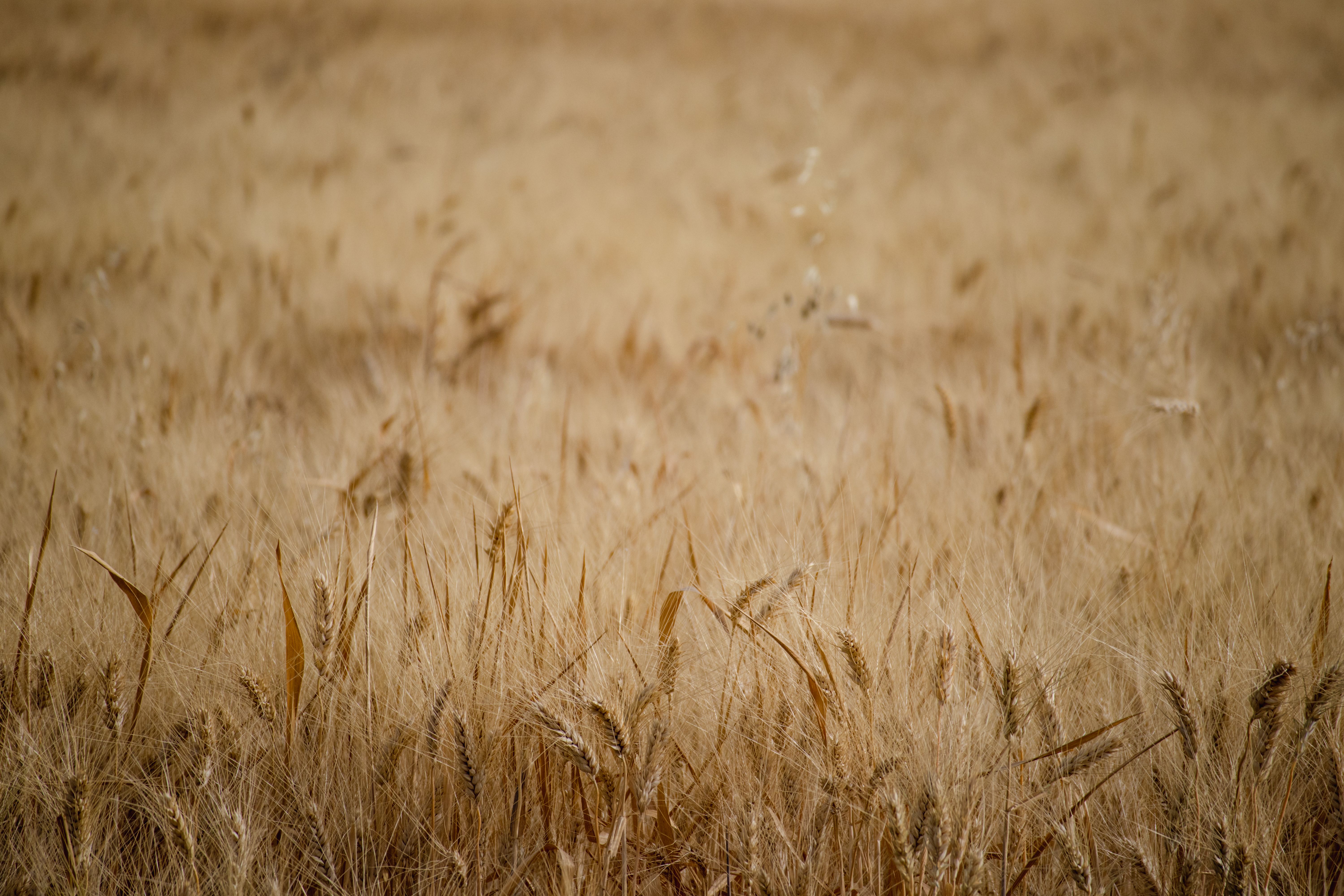 A vast golden wheat field in Şanlıurfa, Türkiye, showcasing ripe crops ready for harvest.