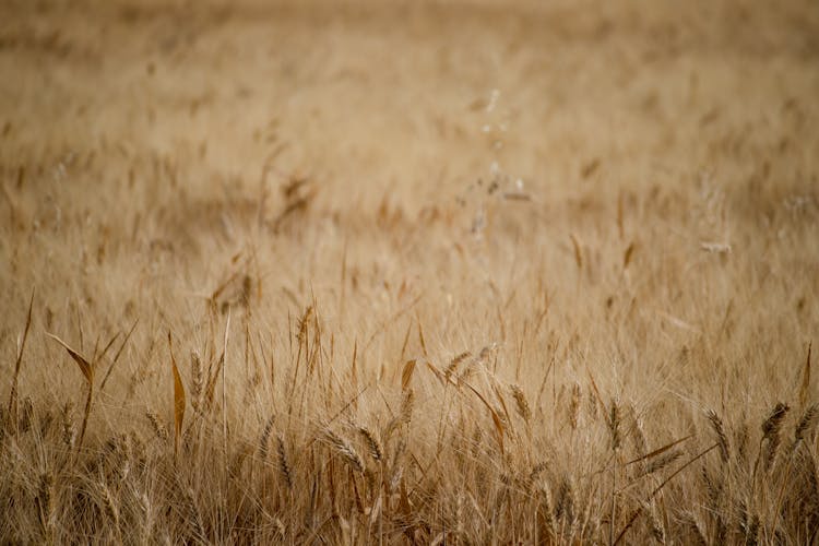 Golden Field Of Crop