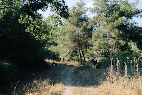Cows around Footpath in Forest