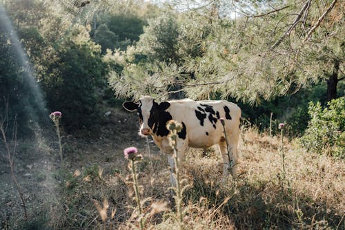 Piebald Cow and Trestles under a Tree Branch