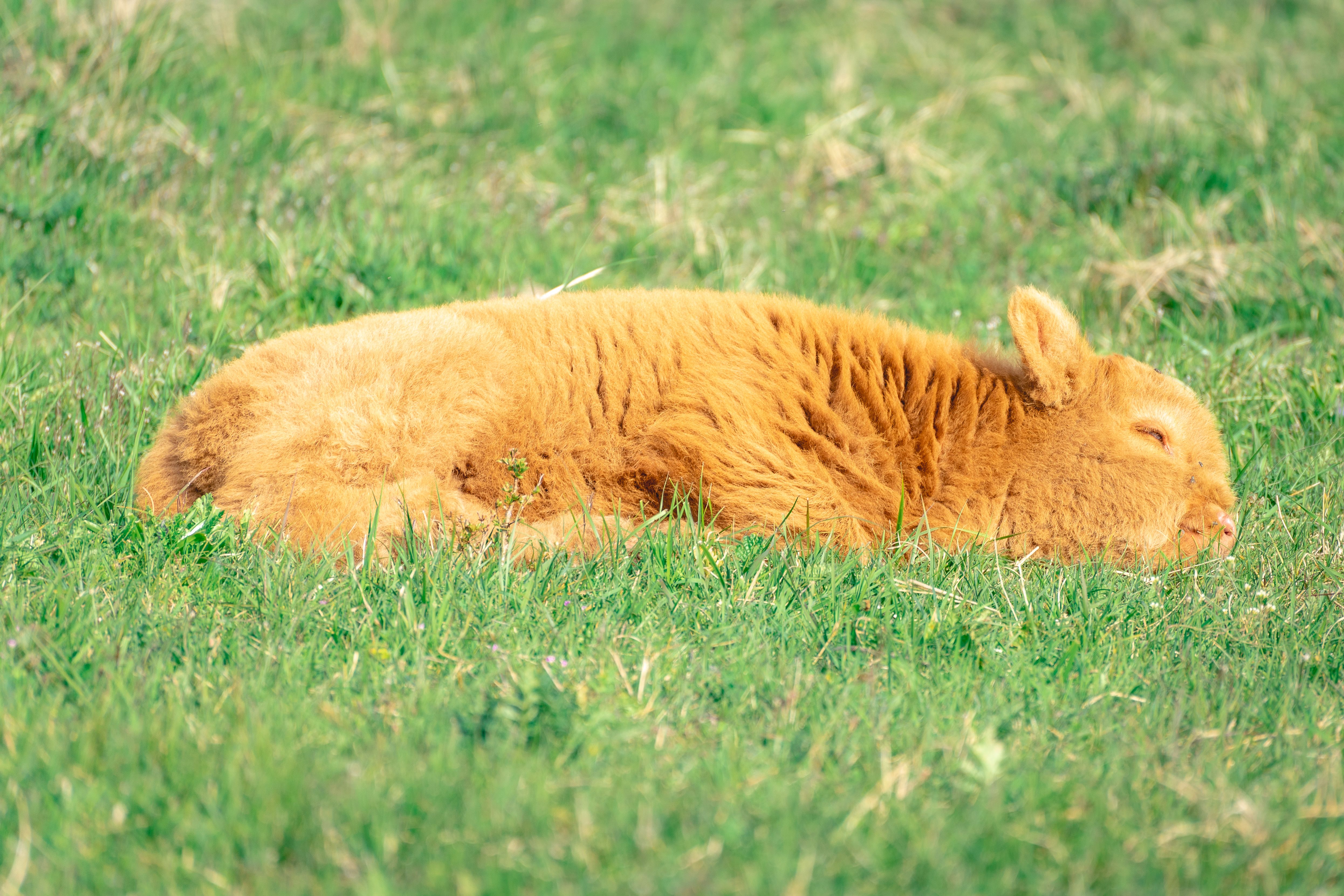 Boerderijdieren op fotobehang natuurthema.