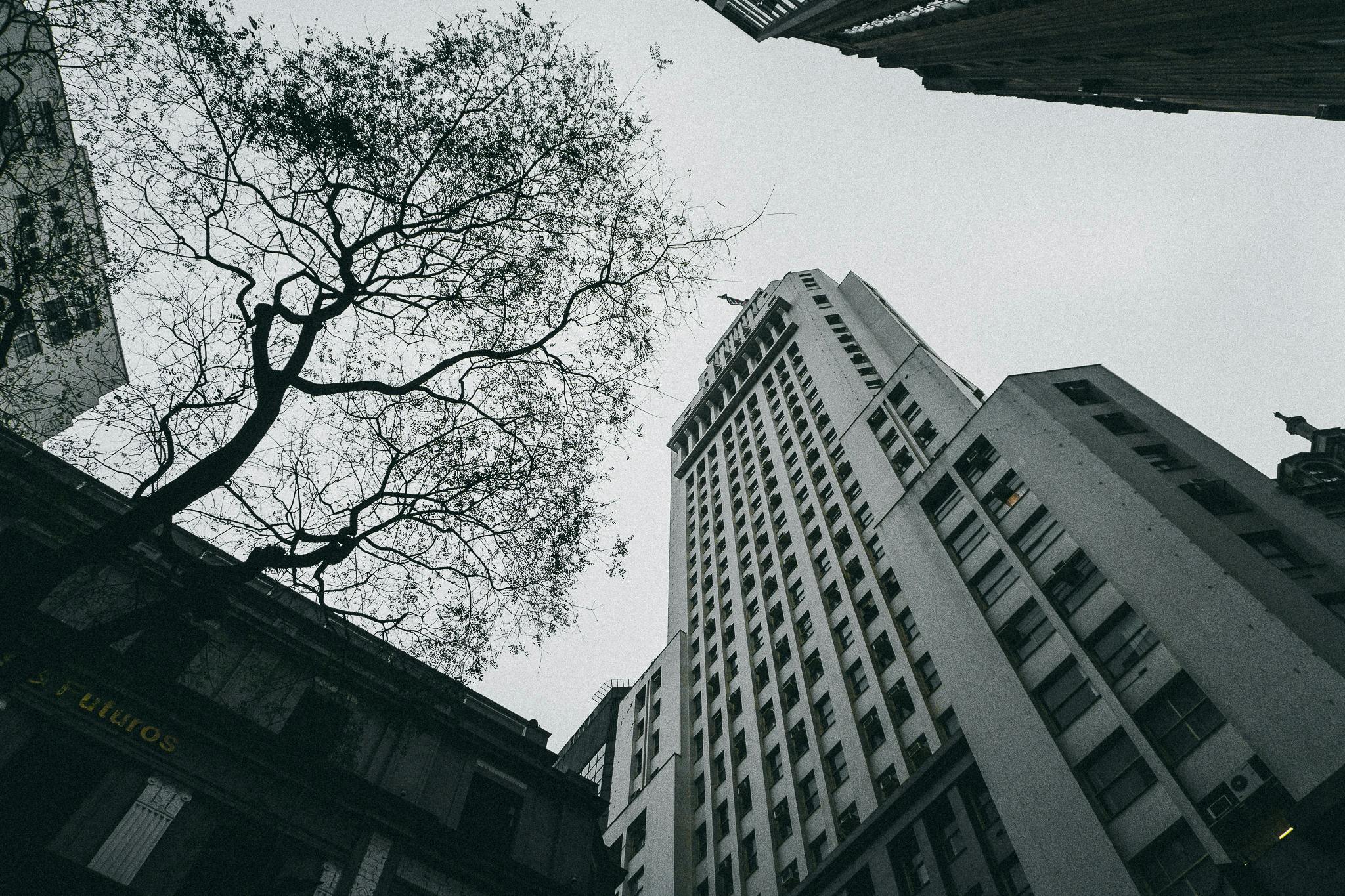 现代摩天大楼的低视角与一棵贫瘠的树木形成了城市景观的对比