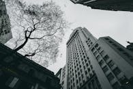 现代摩天大楼的低视角与一棵贫瘠的树木形成了城市景观的对比