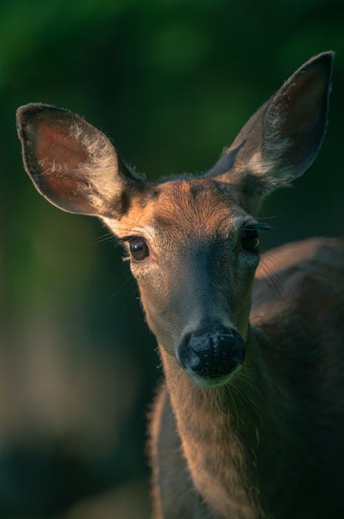 Close-up of the Head of a Deer 