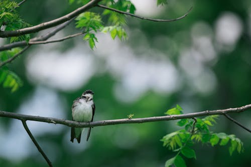 Close-up of a Bird Perching on a Branch 