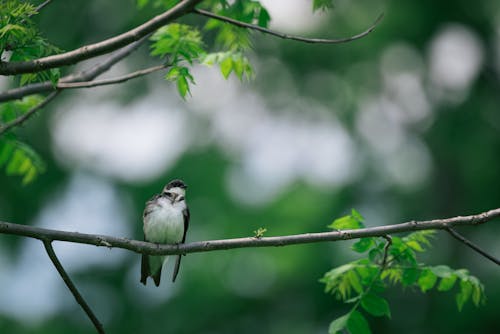 Gratis stockfoto met beest, detailopname, dieren in het wild