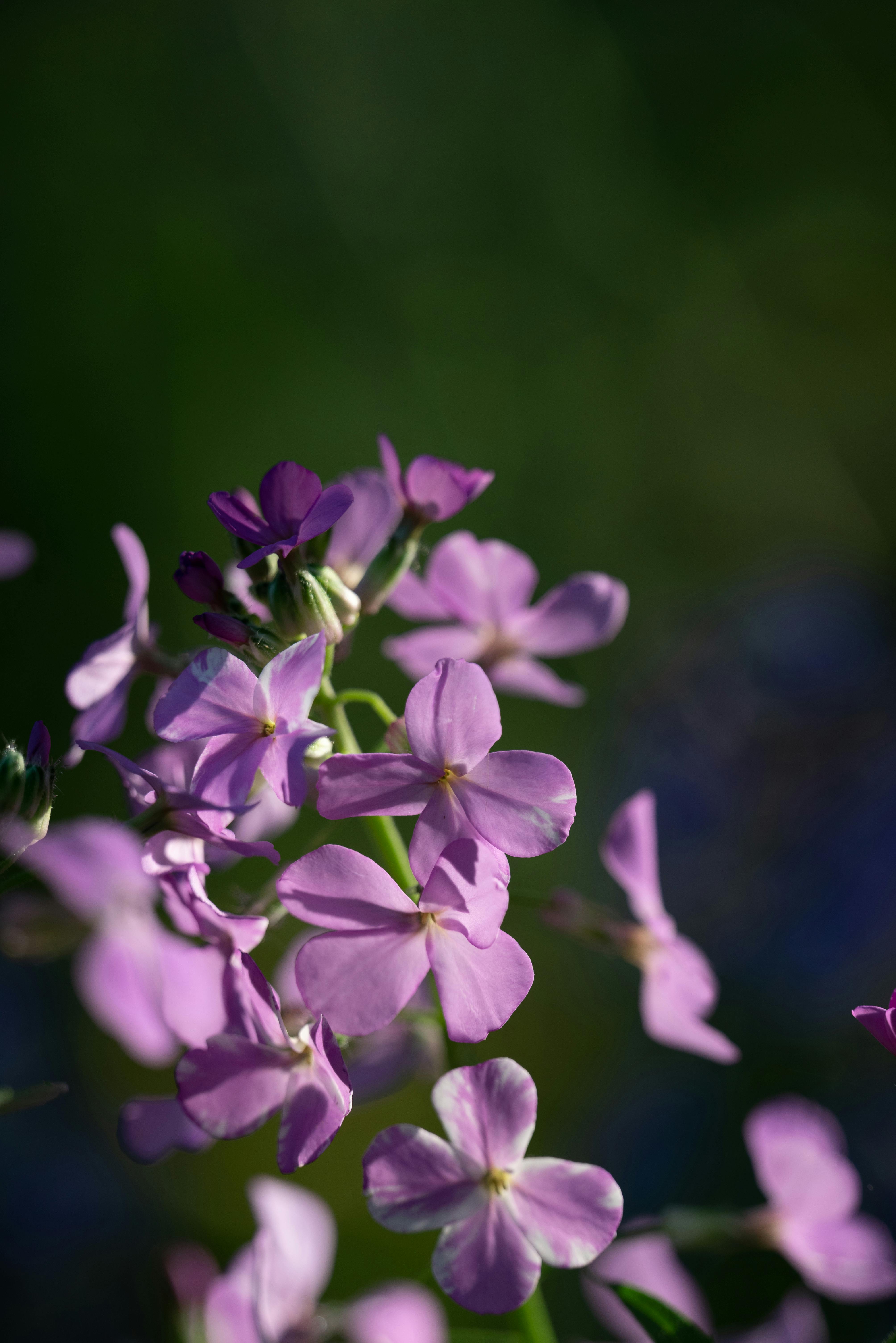 Hesperis matronalis