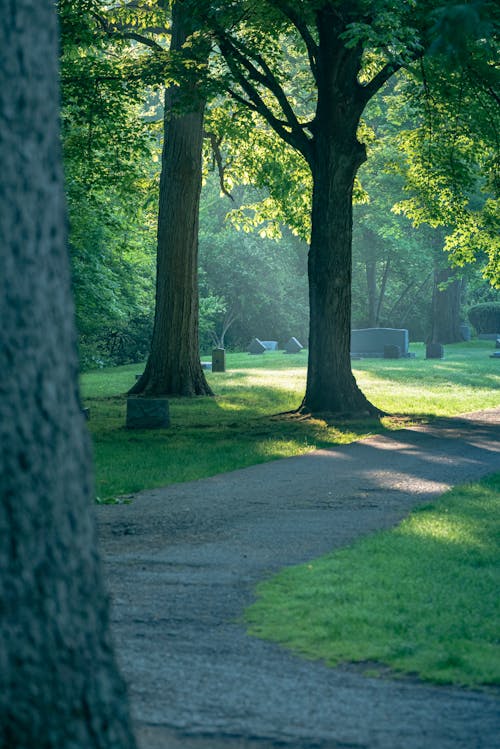 Gratis arkivbilde med park, skygge, smug