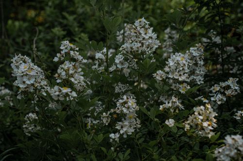 Free Close-up of white flowers amidst green leaves, capturing the essence of nature's elegance. Stock Photo