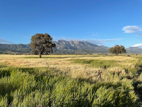 Grasses on Sunlit Grassland