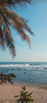 Sunlit tropical beach with palm trees and ocean waves in Central Java, Indonesia.