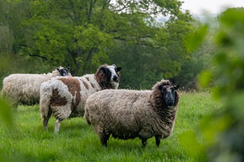 Darmowe zdjęcie z galerii z fotografia zwierzęcia, owca, pastwisko
