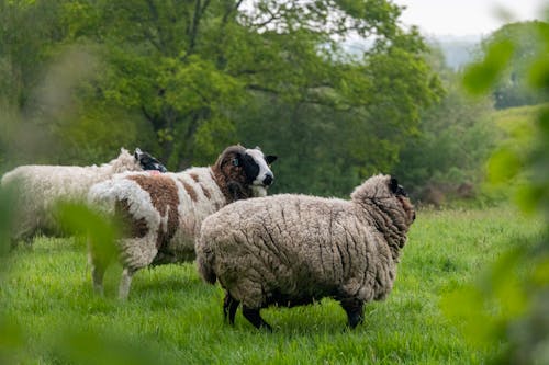 Základová fotografie zdarma na téma anglická krajina, anglické ovce, baby ovce