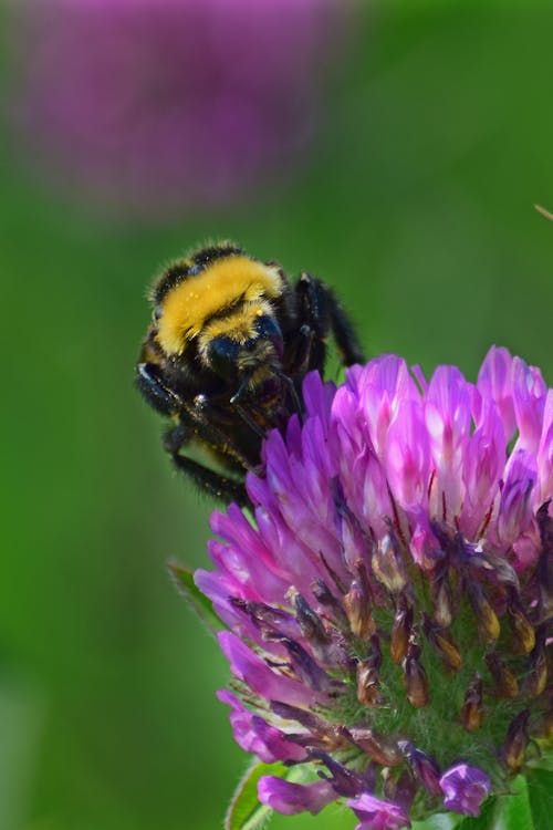 arı, böcek, pembe yonca içeren Ücretsiz stok fotoğraf