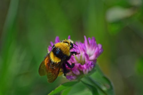 Darmowe zdjęcie z galerii z koniczyna, pole, pszczoła