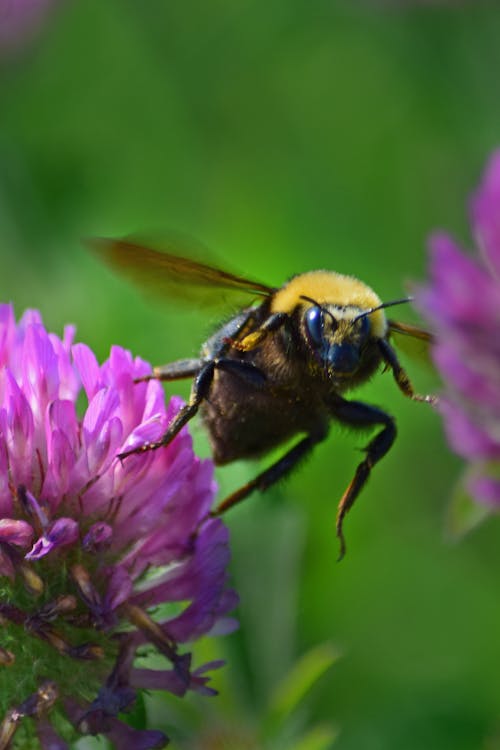 Foto profissional grátis de abelha, inseto, mamangaba