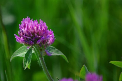 Free stock photo of clover, flower, pink