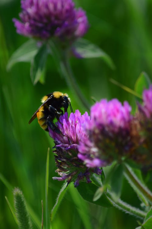 Foto stok gratis bunga, kumbang, lebah