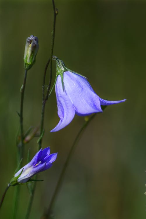 Fotobanka s bezplatnými fotkami na tému divý kvet, kvet, modrá