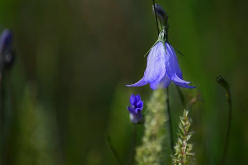 Immagine gratuita di azzurro, campanula, fiore
