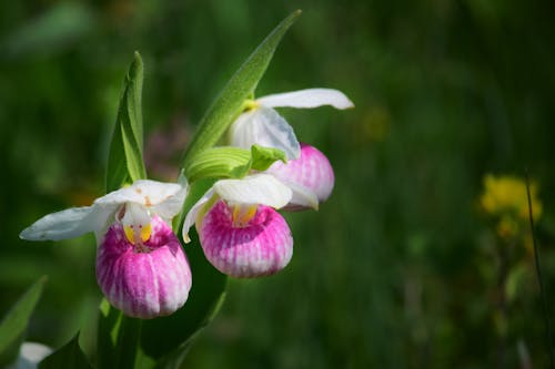 Free stock photo of flowers, lady slipper flower, pink