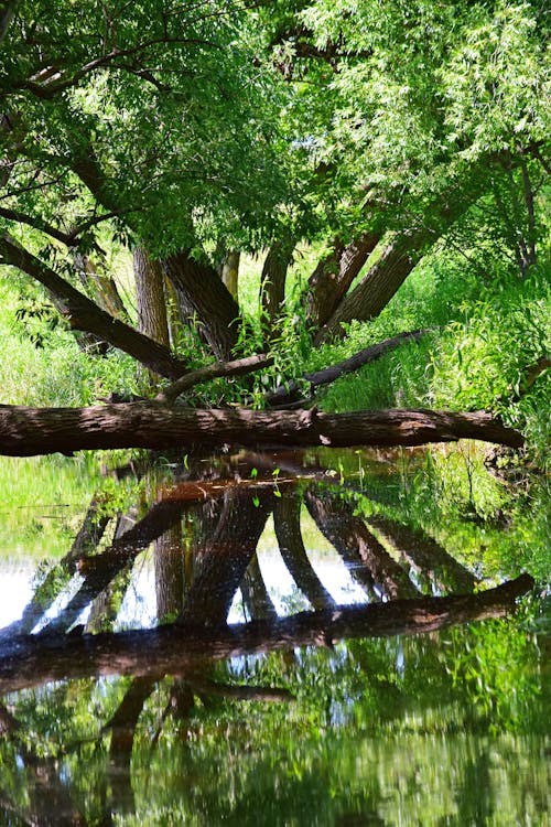 Gratis lagerfoto af refleksion, symmetri, træer