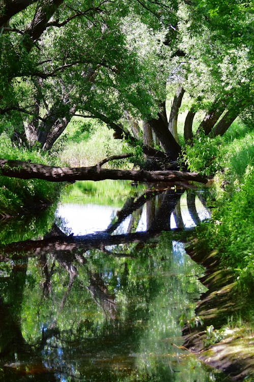 Free stock photo of creek, fallen log, reflection