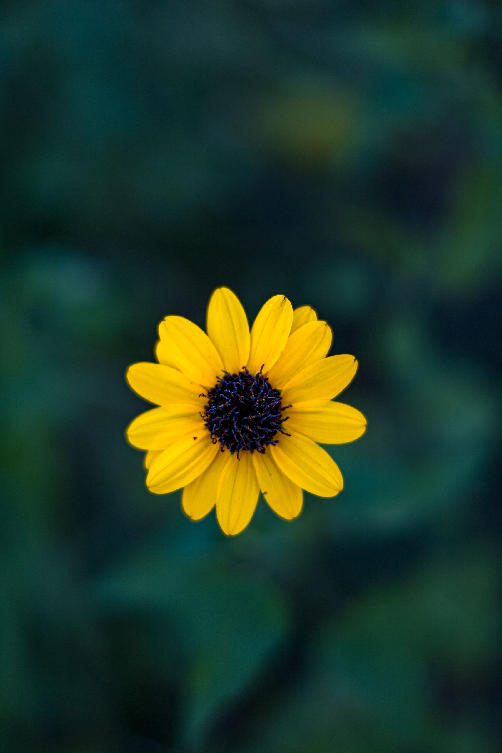 Close-up of a Yellow Flower · Free Stock Photo