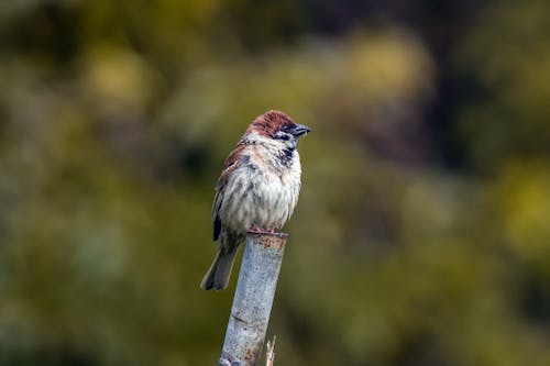 Close up of Sparrow