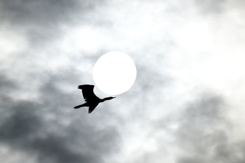 Silhouette of Bird Flying under Clouds with Sun behind